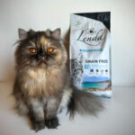 Lenda Gato Sensível & Esterilizado - Image 7