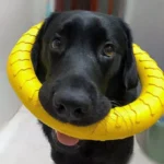 Anel resistente para cães para apanhar mastigar e treinar ao ar livre