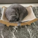 Cama arranhador de madeira para gatos com base resistente e removível - Image 3