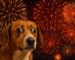 Cães e Fogo de Artifício