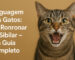 linguagem dos gatos
